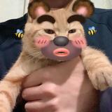 AJMF头像