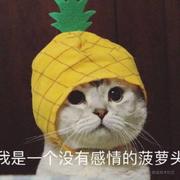 杨大嘴plus的个人资料头像