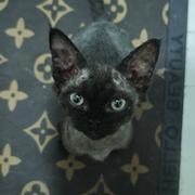 ai小猫的个人资料头像