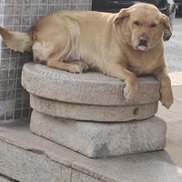 苦咖啡咖啡黑头像