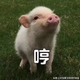 几缕清风乱人心而已头像