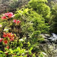 笙歌初寒夜未央725头像