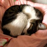 被噎死的猫头像
