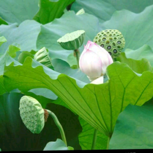 手持莲蓬头像