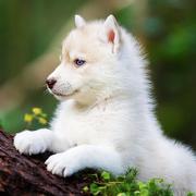 iVue的个人资料头像