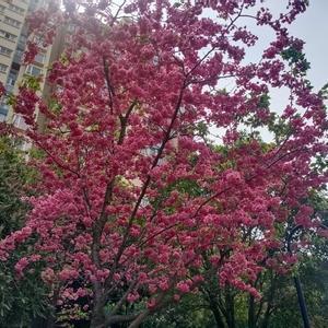 玉溪大成头像