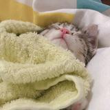 猫奴西斯莱杰诺维奇头像