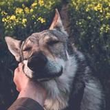 这个狗很懒头像