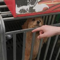 本人没车头像