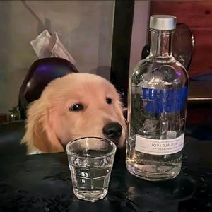 笔绘西行福利推荐官头像