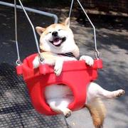 阿呆不呆的个人资料头像