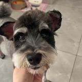 宋玉米的六六头像