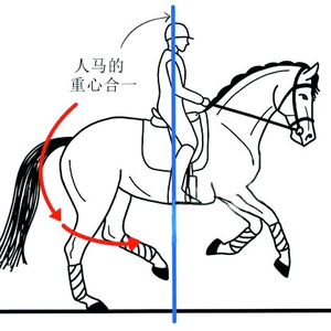 广东顺德材华国际马术头像