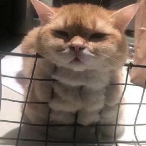 三只二哈一只头像