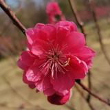 从百草园追到三味书屋头像