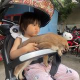 吃玉米的猪猪侠i头像