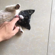 大皮头的个人资料头像