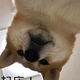 小松头像