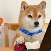 鹿鹿_94的个人资料头像