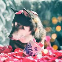 Animus醉进黔酒业头像