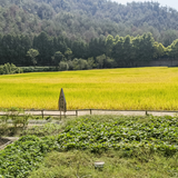 森儿鸭头像