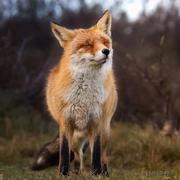 青丘小狐狸的个人资料头像