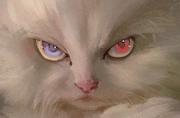 HeteroCat的个人资料头像