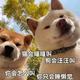 蓉城王中王头像