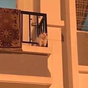 小杨很困的个人资料头像