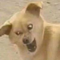 吃肉包子吖头像