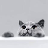 末班车34230头像