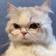 yolox的个人资料头像