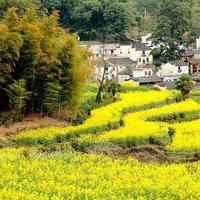 广西农村老谭头像