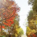 老六我真的服了你了头像