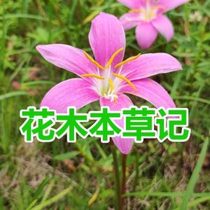 花木本草记头像