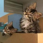 风初的个人资料头像