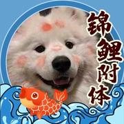 Jarviss的个人资料头像