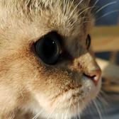 Mrcat0608头像