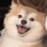 超级大海螺头像