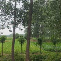 沉着清泉Jco头像