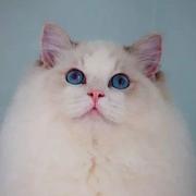 PanPan909的个人资料头像