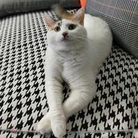 大侠鸡公煲头像