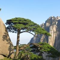 斯洛文阿拉蕾头像