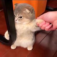 我为神明心动头像