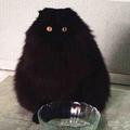 黑豆包子猫