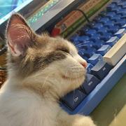 lzd的个人资料头像