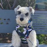 黑子的father头像