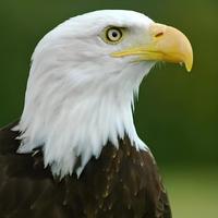 自媒体创作者者顾小凡头像