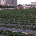 荷塘莲花2019头像