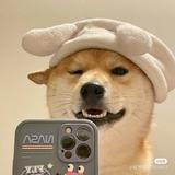 柯基gtr头像